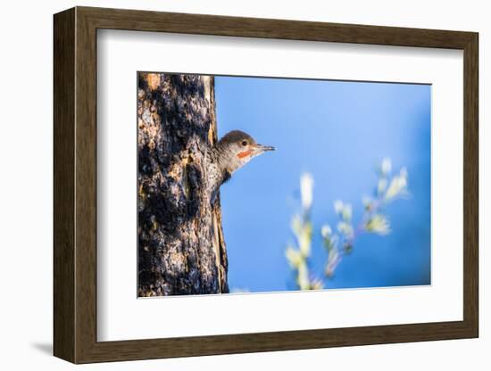 Wyoming, Sublette County. Young male Northern Flicker peering from it's nest cavity-Elizabeth Boehm-Framed Photographic Print