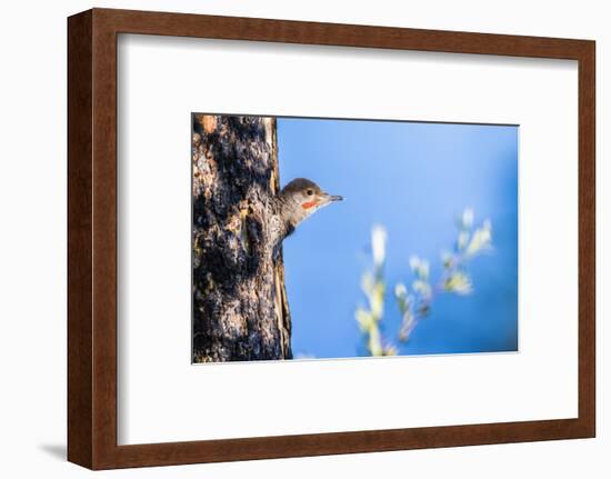 Wyoming, Sublette County. Young male Northern Flicker peering from it's nest cavity-Elizabeth Boehm-Framed Photographic Print