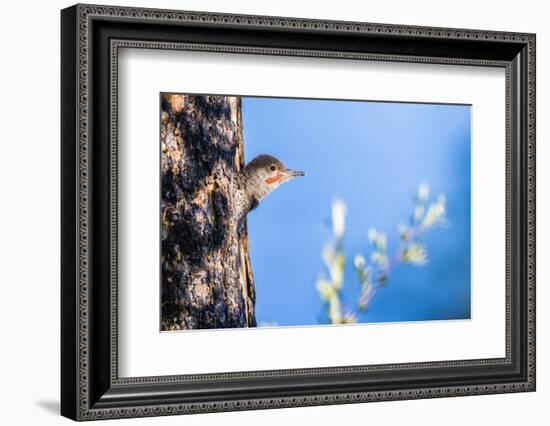 Wyoming, Sublette County. Young male Northern Flicker peering from it's nest cavity-Elizabeth Boehm-Framed Photographic Print