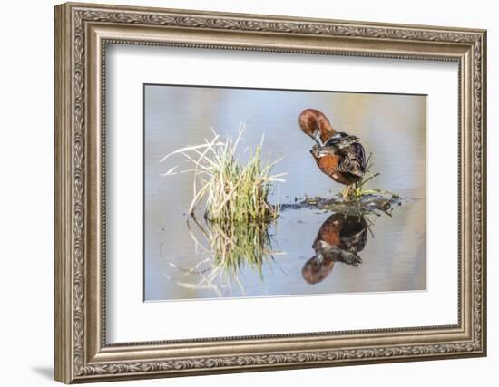 Wyoming, Sublette, Male Cinnamon Teal Preening in Pond with Reflection-Elizabeth Boehm-Framed Photographic Print