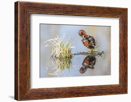 Wyoming, Sublette, Male Cinnamon Teal Preening in Pond with Reflection-Elizabeth Boehm-Framed Photographic Print