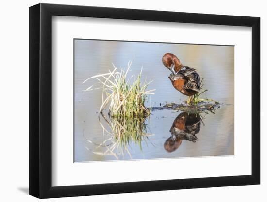 Wyoming, Sublette, Male Cinnamon Teal Preening in Pond with Reflection-Elizabeth Boehm-Framed Photographic Print