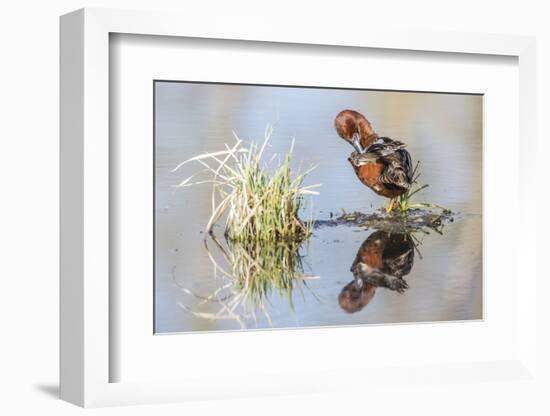 Wyoming, Sublette, Male Cinnamon Teal Preening in Pond with Reflection-Elizabeth Boehm-Framed Photographic Print