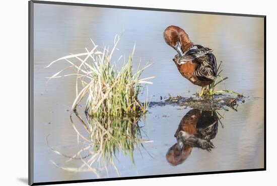 Wyoming, Sublette, Male Cinnamon Teal Preening in Pond with Reflection-Elizabeth Boehm-Mounted Photographic Print