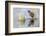 Wyoming, Sublette, Male Cinnamon Teal Preening in Pond with Reflection-Elizabeth Boehm-Framed Photographic Print