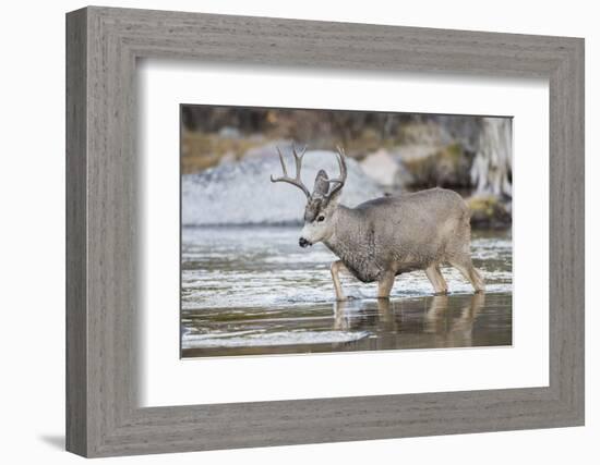 Wyoming, Sublette, Mule Deer Buck Crossing River During Fall Migration-Elizabeth Boehm-Framed Photographic Print