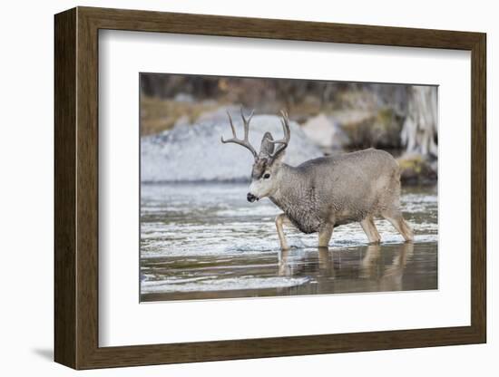 Wyoming, Sublette, Mule Deer Buck Crossing River During Fall Migration-Elizabeth Boehm-Framed Photographic Print