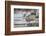 Wyoming, Sublette, Mule Deer Buck Crossing River During Fall Migration-Elizabeth Boehm-Framed Photographic Print