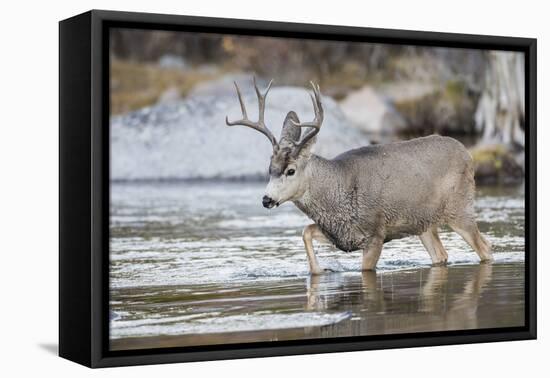 Wyoming, Sublette, Mule Deer Buck Crossing River During Fall Migration-Elizabeth Boehm-Framed Premier Image Canvas