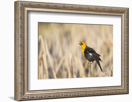 Wyoming, Sublette, Yellow-Headed Blackbird Calling in Cattail Marsh-Elizabeth Boehm-Framed Photographic Print