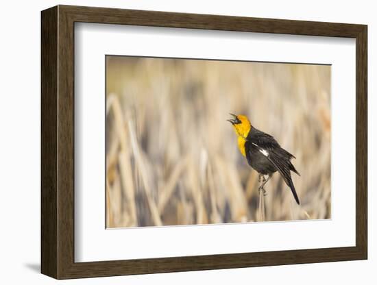 Wyoming, Sublette, Yellow-Headed Blackbird Calling in Cattail Marsh-Elizabeth Boehm-Framed Photographic Print