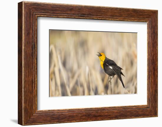 Wyoming, Sublette, Yellow-Headed Blackbird Calling in Cattail Marsh-Elizabeth Boehm-Framed Photographic Print