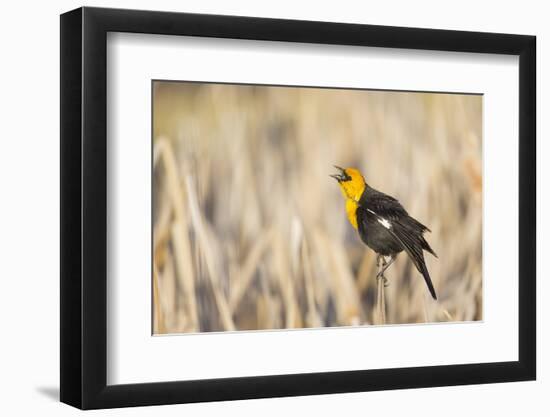 Wyoming, Sublette, Yellow-Headed Blackbird Calling in Cattail Marsh-Elizabeth Boehm-Framed Photographic Print