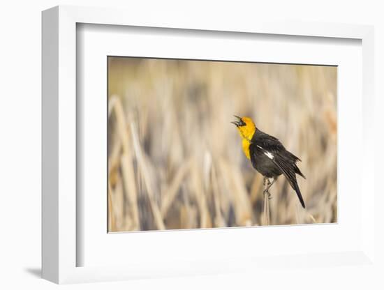 Wyoming, Sublette, Yellow-Headed Blackbird Calling in Cattail Marsh-Elizabeth Boehm-Framed Photographic Print