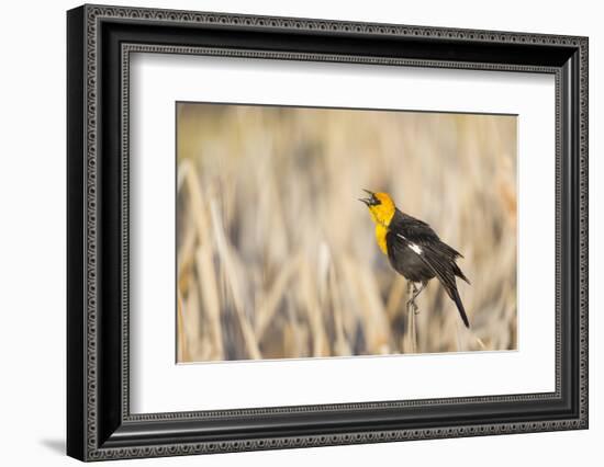 Wyoming, Sublette, Yellow-Headed Blackbird Calling in Cattail Marsh-Elizabeth Boehm-Framed Photographic Print