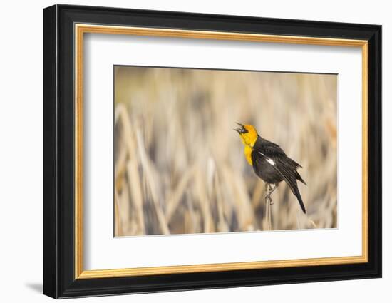 Wyoming, Sublette, Yellow-Headed Blackbird Calling in Cattail Marsh-Elizabeth Boehm-Framed Photographic Print