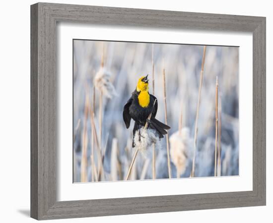 Wyoming, Sublette, Yellow-Headed Blackbird Calling in Cattail Marsh-Elizabeth Boehm-Framed Photographic Print