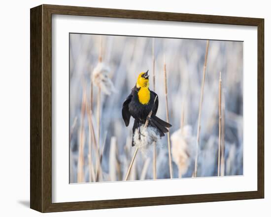 Wyoming, Sublette, Yellow-Headed Blackbird Calling in Cattail Marsh-Elizabeth Boehm-Framed Photographic Print