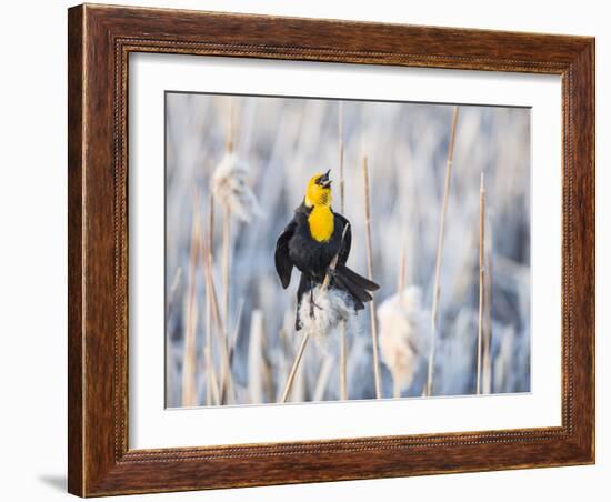 Wyoming, Sublette, Yellow-Headed Blackbird Calling in Cattail Marsh-Elizabeth Boehm-Framed Photographic Print