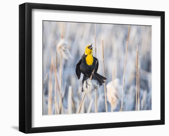 Wyoming, Sublette, Yellow-Headed Blackbird Calling in Cattail Marsh-Elizabeth Boehm-Framed Photographic Print