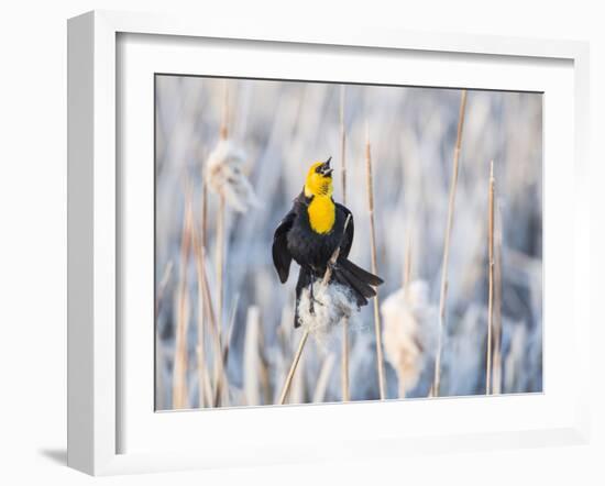 Wyoming, Sublette, Yellow-Headed Blackbird Calling in Cattail Marsh-Elizabeth Boehm-Framed Photographic Print