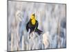 Wyoming, Sublette, Yellow-Headed Blackbird Calling in Cattail Marsh-Elizabeth Boehm-Mounted Photographic Print