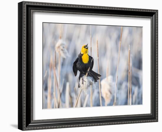 Wyoming, Sublette, Yellow-Headed Blackbird Calling in Cattail Marsh-Elizabeth Boehm-Framed Photographic Print