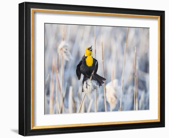 Wyoming, Sublette, Yellow-Headed Blackbird Calling in Cattail Marsh-Elizabeth Boehm-Framed Photographic Print