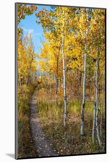 Wyoming. Trail through autumn Aspens and grasslands, Black Tail Butte, Grand Teton National Park.-Judith Zimmerman-Mounted Photographic Print