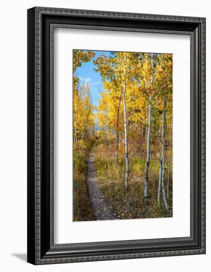 Wyoming. Trail through autumn Aspens and grasslands, Black Tail Butte, Grand Teton National Park.-Judith Zimmerman-Framed Photographic Print
