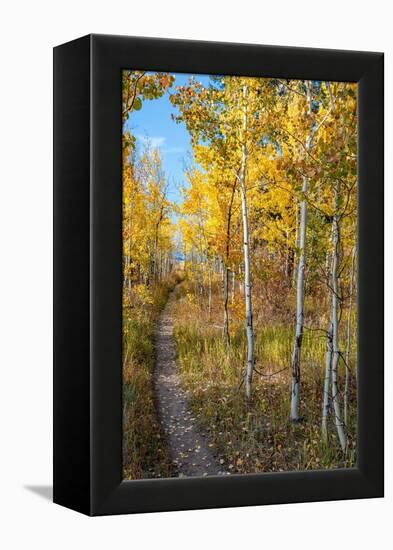 Wyoming. Trail through autumn Aspens and grasslands, Black Tail Butte, Grand Teton National Park.-Judith Zimmerman-Framed Premier Image Canvas