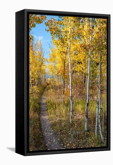Wyoming. Trail through autumn Aspens and grasslands, Black Tail Butte, Grand Teton National Park.-Judith Zimmerman-Framed Premier Image Canvas