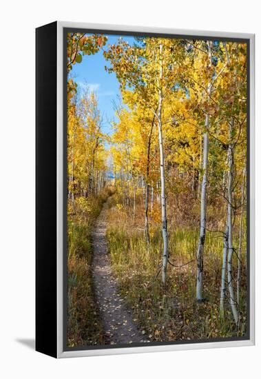 Wyoming. Trail through autumn Aspens and grasslands, Black Tail Butte, Grand Teton National Park.-Judith Zimmerman-Framed Premier Image Canvas