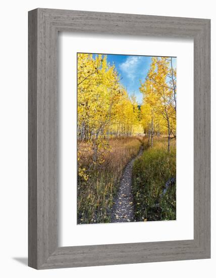 Wyoming. Trail through autumn Aspens and grasslands, Black Tail Butte, Grand Teton National Park.-Judith Zimmerman-Framed Photographic Print