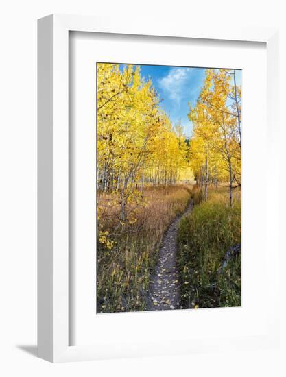 Wyoming. Trail through autumn Aspens and grasslands, Black Tail Butte, Grand Teton National Park.-Judith Zimmerman-Framed Photographic Print