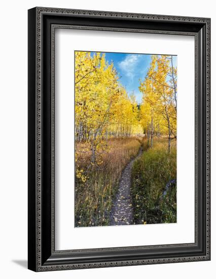 Wyoming. Trail through autumn Aspens and grasslands, Black Tail Butte, Grand Teton National Park.-Judith Zimmerman-Framed Photographic Print