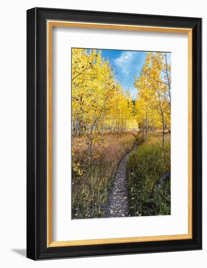 Wyoming. Trail through autumn Aspens and grasslands, Black Tail Butte, Grand Teton National Park.-Judith Zimmerman-Framed Photographic Print