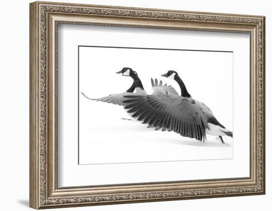 Wyoming. Two Canadian geese taking flight.-Janet Muir-Framed Photographic Print