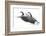 Wyoming. Two Canadian geese taking flight.-Janet Muir-Framed Photographic Print