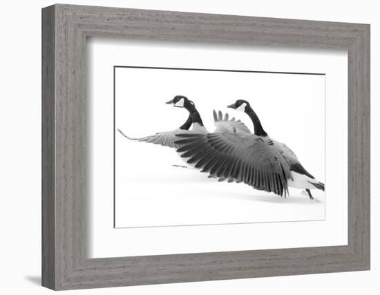 Wyoming. Two Canadian geese taking flight.-Janet Muir-Framed Photographic Print