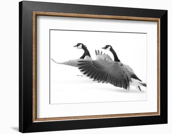 Wyoming. Two Canadian geese taking flight.-Janet Muir-Framed Photographic Print