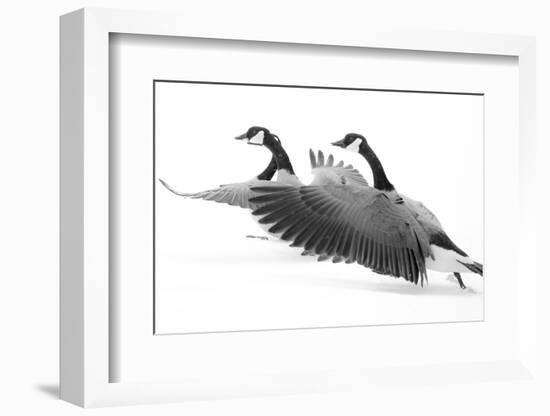 Wyoming. Two Canadian geese taking flight.-Janet Muir-Framed Photographic Print