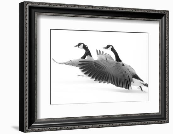 Wyoming. Two Canadian geese taking flight.-Janet Muir-Framed Photographic Print