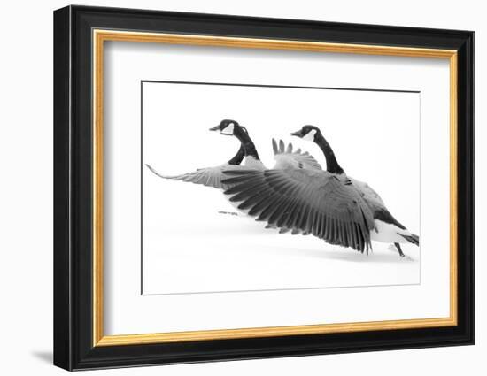 Wyoming. Two Canadian geese taking flight.-Janet Muir-Framed Photographic Print