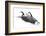 Wyoming. Two Canadian geese taking flight.-Janet Muir-Framed Photographic Print