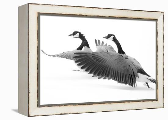 Wyoming. Two Canadian geese taking flight.-Janet Muir-Framed Premier Image Canvas