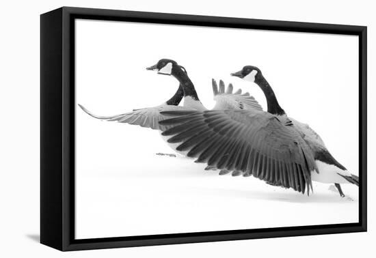 Wyoming. Two Canadian geese taking flight.-Janet Muir-Framed Premier Image Canvas