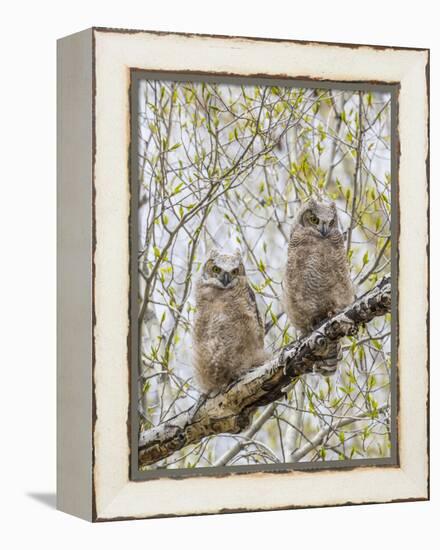 Wyoming, Two Great Horned Owls Sit in a Cottonwood Tree after Recently Fledging their Nest-Elizabeth Boehm-Framed Premier Image Canvas