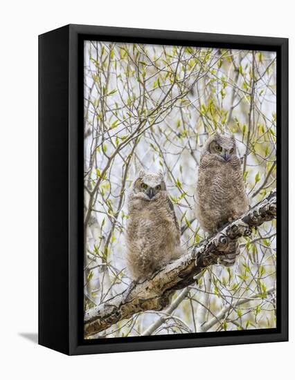 Wyoming, Two Great Horned Owls Sit in a Cottonwood Tree after Recently Fledging their Nest-Elizabeth Boehm-Framed Premier Image Canvas