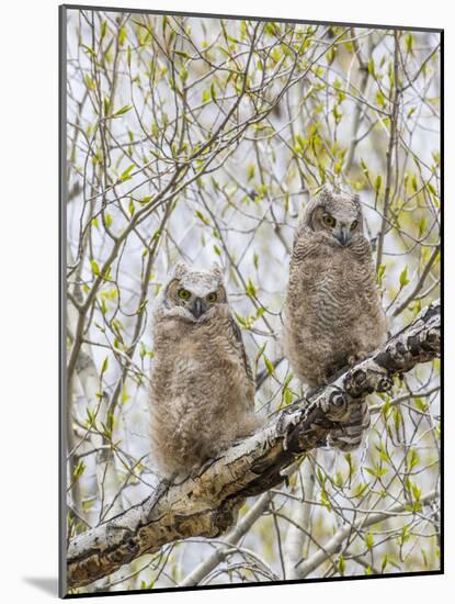 Wyoming, Two Great Horned Owls Sit in a Cottonwood Tree after Recently Fledging their Nest-Elizabeth Boehm-Mounted Photographic Print
